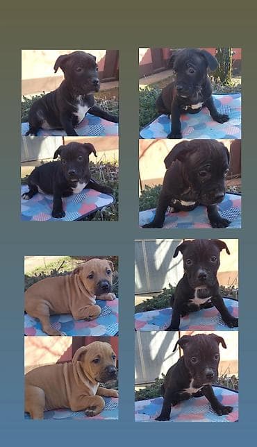 psi na poklon beograd: Pit Bull štenci oštenjeni : 18.12.2025 4 ženka. Očišćeni od parazite — 1