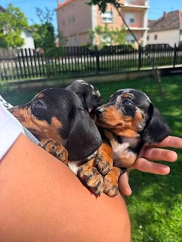 maltipoo na poklon: Merle jazavičar štenci Na prodaju štenci merle jazavičar, oštenjeni — 2
