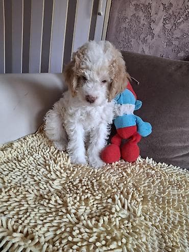 riba cena: Rase: kovrdžavi štenad malog do srednjeg rasta rase Lagotto Romagnolo — 5