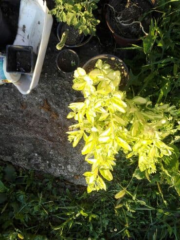 cena trogodisnje sadnice aronije: Ne mrzne — 1