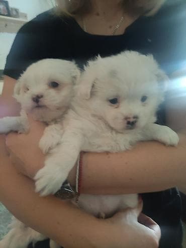 Štenci majke mini maltezera i oca pikinejzera - Čisto beli štenci