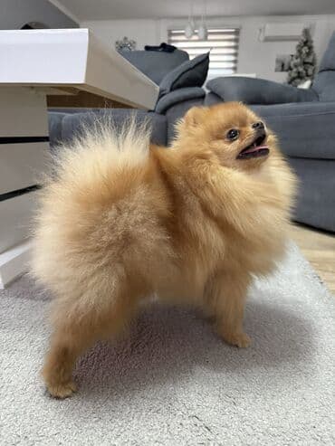 mini pomeranac prodaja: Pomeranac muski star 11 meseci — 4