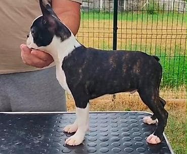 psi za dvoriste prodaja: Boston terrier musko stene za kucnog ljubimca kompletno tretiran i — 1