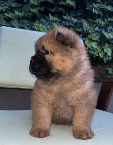 ovcarski psi: Na prodaju prelepi stenci rase Chow chow, ostenjeni 11.08.2024, cetiri — 9