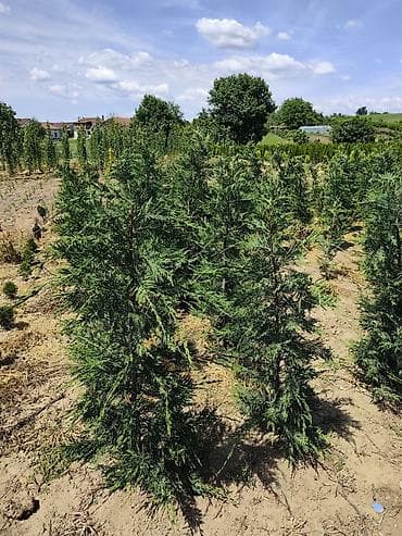 sadnice hrasta cena: Lovor višnja – sadnice u saksiji - Zimzelene sadnice Prunus — 10