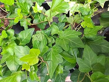 sobna vrata jagodina: Zamija, velika biljka, 80 centimetara visina sa prve slike je 2000 — 5