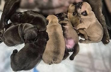 Francuski buldog štenci – leglo Opis: - Rasa: francuski buldog