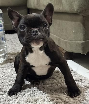 Glodari: Francuski buldog štene - Rasa: francuski buldog - Boja: crna sa belim — 1