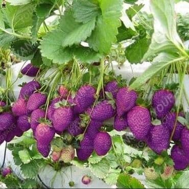 kontejnerske sadnice jagoda prodaja: Seme jagode više vrsta
Cena:650din/200 semenki — 12