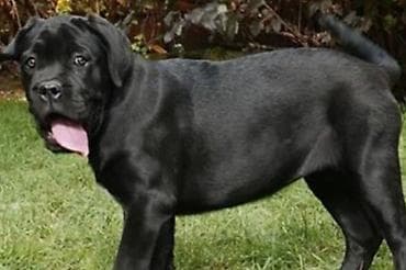 labrador retriver crni: Ako tražite vernog člana porodice, obratite se nama i postanite — 6
