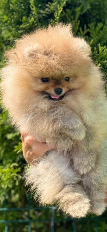 Psi: Pomeranac (Spitz) štene – fluffy mini meda - Rasa: pomeranski špic — 4