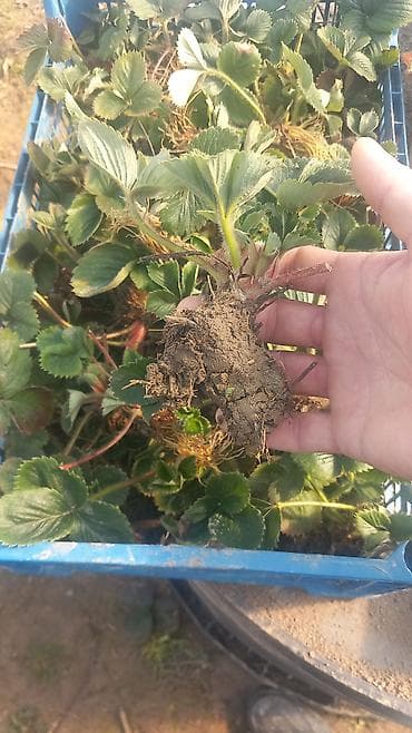 Other Home Items: Sadnice jagode – rasad - Zdrave, dobro razvijene sadnice sa jakim — 1