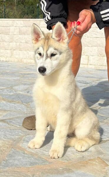 Dogs: Prodajem zensko stene Sibirskog haskija staro 3 meseca, vrhunskog — 1