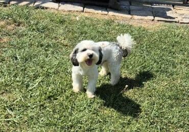 stenci na poklon beograd: Maltipoo štenci MALTIPOO štenci izuzetnog kvaliteta i izgleda, veoma — 12