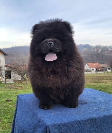 Životinje: Štenci Čau Čau Chow Chow stari četiri meseca dostupni za prodaju — 2