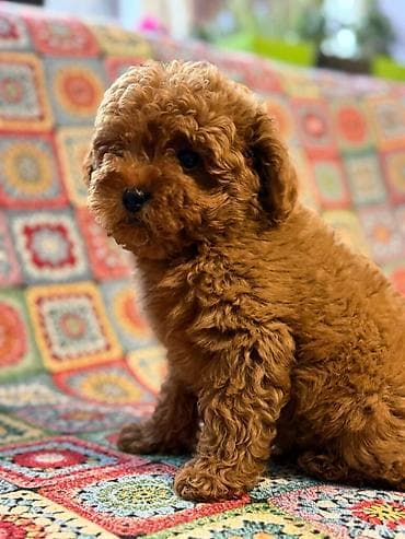 Ptice: Nasa odgajivacnica se nalazi u Indjiji i bavimo se uzgojom pasa 15 — 3