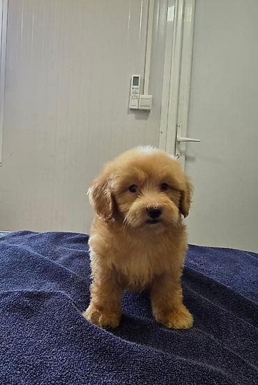 maltezer mali: Prelepi Maltipoo štenci Na prodaju štenci MALTIPOO Vakcinisani i — 4