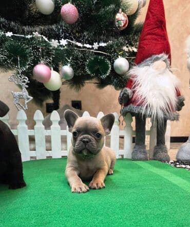 Dogs: Štenci francuskog buldoga. U novogodisnjoj ponudi sjajno leglo — 9