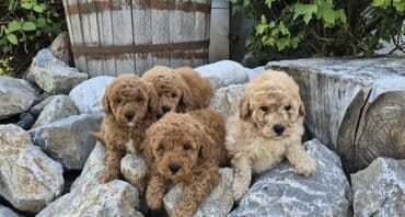 stenci na poklon beograd: Maltipoo štenci MALTIPOO štenci izuzetnog kvaliteta i izgleda, veoma — 8