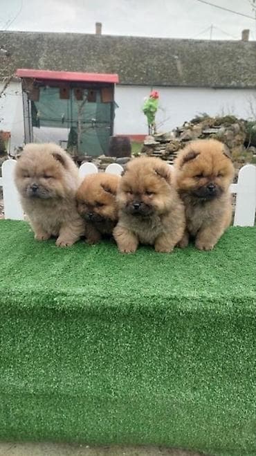 najjeftiniji psi: Chow chow-cau cau! stenad najlepsi poklon deci otac m- lav chsrb 3x — 6