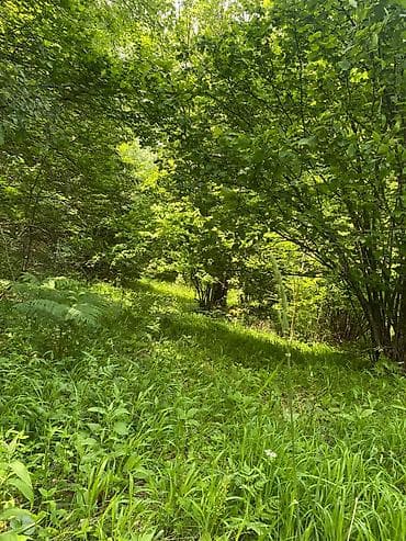 prodaja placeva bor: Na prodaju placevi različitih površina – 10a, 20a, 50a i 1ha.   — 4