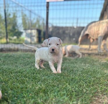 stenci na poklon beograd: Dogo Argentino štenci Na prodaju štenci Dogo Argentino vrhunskog — 2