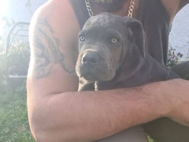 Psi: Prodajemo štence CANE CORSO vhunskog izložbenog kvaliteta sa — 16