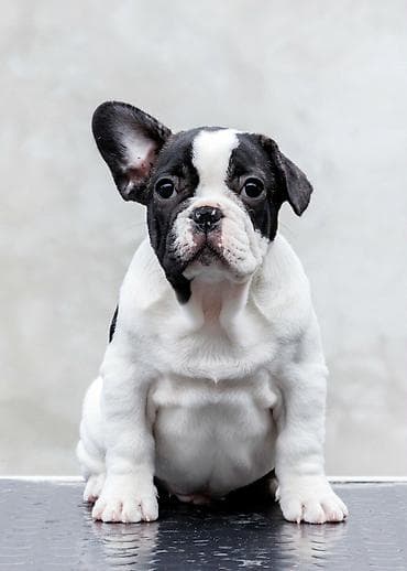 plavi francuski buldog cena: VRHUNSKI FRANCUSKI BULDOZI-Rezervacije u toku.Iz odgajivačnice — 9