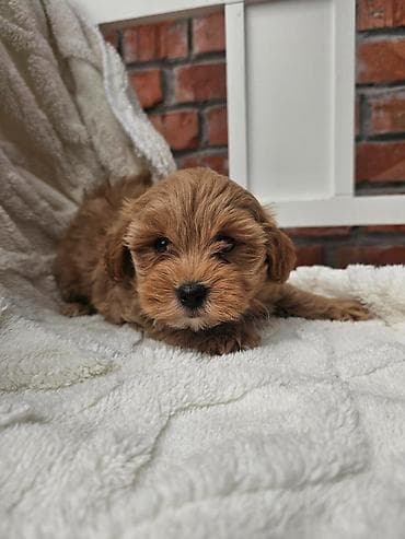 mini maltezer prodaja: Maltipoo stenci spremni su za preuzimanje. Mama je maltezer malog — 2