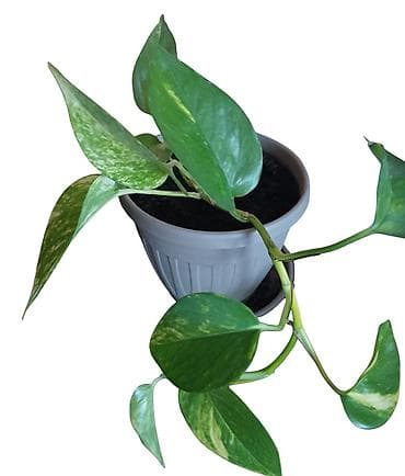 dama u camcu cvece: Sobna biljka Epipremnum aureum (Scindapsus/“Pothos”) u saksiji — 2