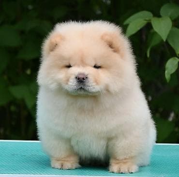 Dogs: Odgajivacnica Royal Ramonda (FCI 7710) ima u ponudi cau cau stence — 2