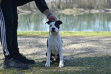 pufnasti psi: Psi — 2