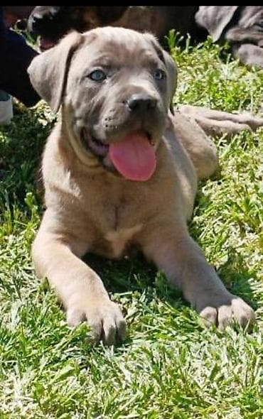 Kane Korso štenci Odgajivačnica Cane Corso Kennel Heavenly Kingdom FCI