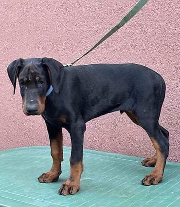 psi novi sad: Doberman muško štene, oštenjen 28.10.2025. Primio sve potrebne — 8