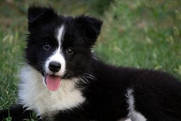štenci šarplaninca na prodaju: Border Collie-Border koli štenad. Registrovana odgajivačnica FCI 8166 — 2