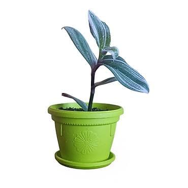 candy 3 u 1: Tradescantia spathacea (Rhoeo) – sobna biljka u saksiji fi 13cm - — 5