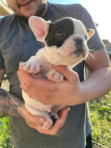 mali psi za stan cena: 🔥 TOP FRANCUSKI BULDOG ŠTENCI 🔥 Na prodaju vrhunski štenci francuskog — 1