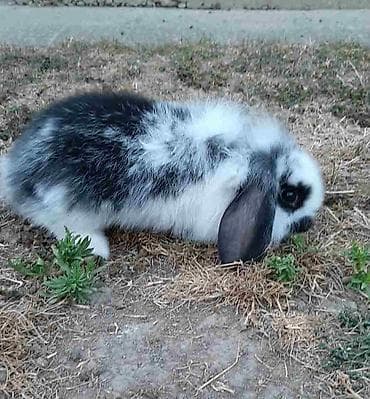 Rodents: Predivni patuljasti kunići sa spuštenim ušima čekaju da pronađu svoju — 2
