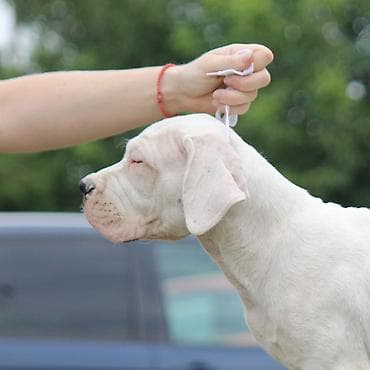 sorcamajicatorbica na poklon: Legle dogo argentino štenaca Sa ponosom predstavljamo vrhunsko leglo — 3