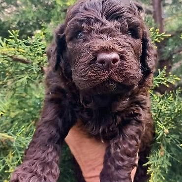 psi za lov: Lagoto Romanjolo štenci Dostupno novo leglo pasa rase LAGOTTO — 5