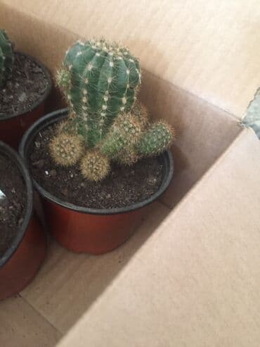 decije sobe za devojcice: Kaktus 300 dinara — 1