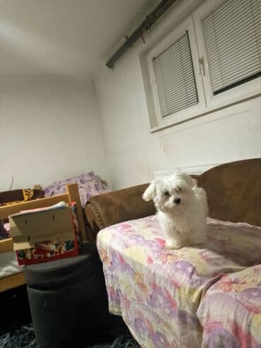 Akvariumi: Mali kućni ljubimac – štene bele, pahuljaste dlake (tipa — 2