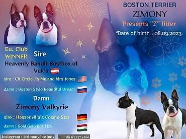 Boston terijer stenci vrhunskih krvnih linija u FCI registrovanoj na lalafo.rs Boston terijer stenci vrhunskih krvnih linija u FCI registrovanoj