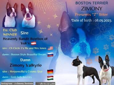 poklanjam boston terijera: Boston terijer stenci vrhunskih krvnih linija u FCI registrovanoj — 1