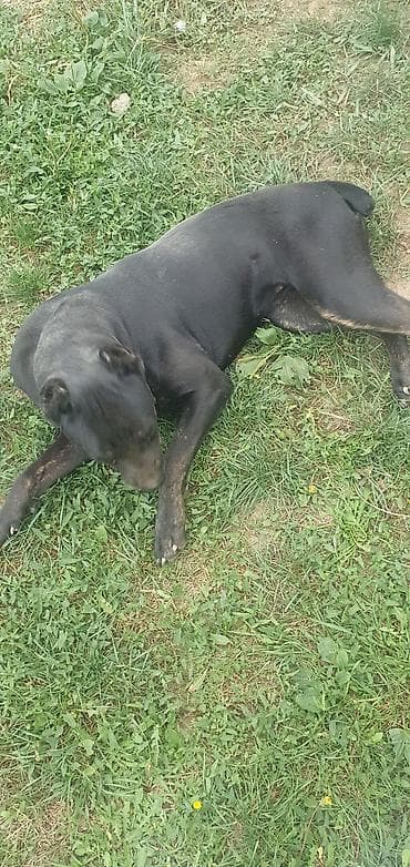 psi za udomljavanje beograd: Trazi se odgovoran vlasnik i ljubitelj rase Cane Corso sa uslovima za — 2