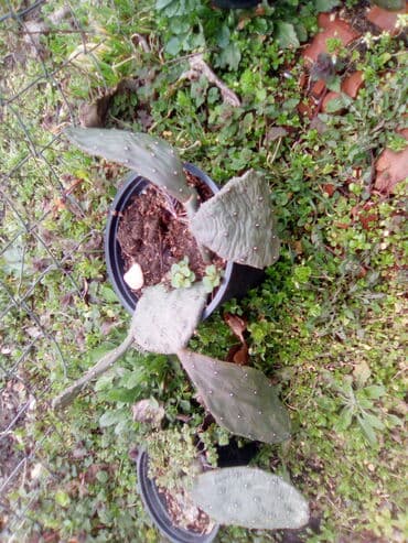 kaktus za jelo: Kaktusi ne mrznu — 2