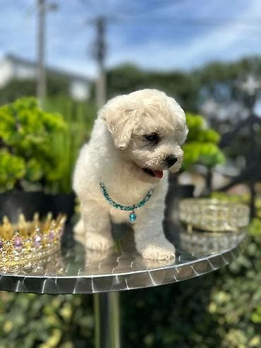 stenci labradora: Bichon Frise štenci U ponudi prelepi, umiljati i razigrani štenci rase — 4