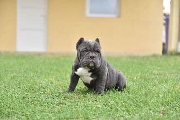mali psi za udomljavanje: Dostupni stenci american bully Starosti 4 meseca Primili sve vakcine — 1