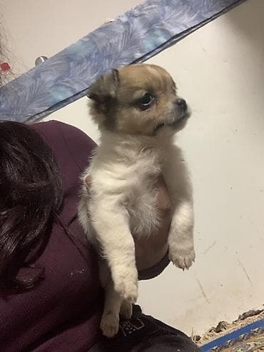 braon pudlica: Devojcica malog rasta – nežno i druželjubivo majka civava dugodlaka — 2