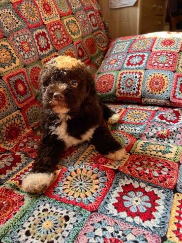 golubovi kupujem prodajem 2 strana: Nasa odgajivacnica lagotto romagnolo pasa A GANG OF LAGOTTA FCI 7244 — 23
